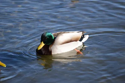 DSC_1168 (Large).JPG